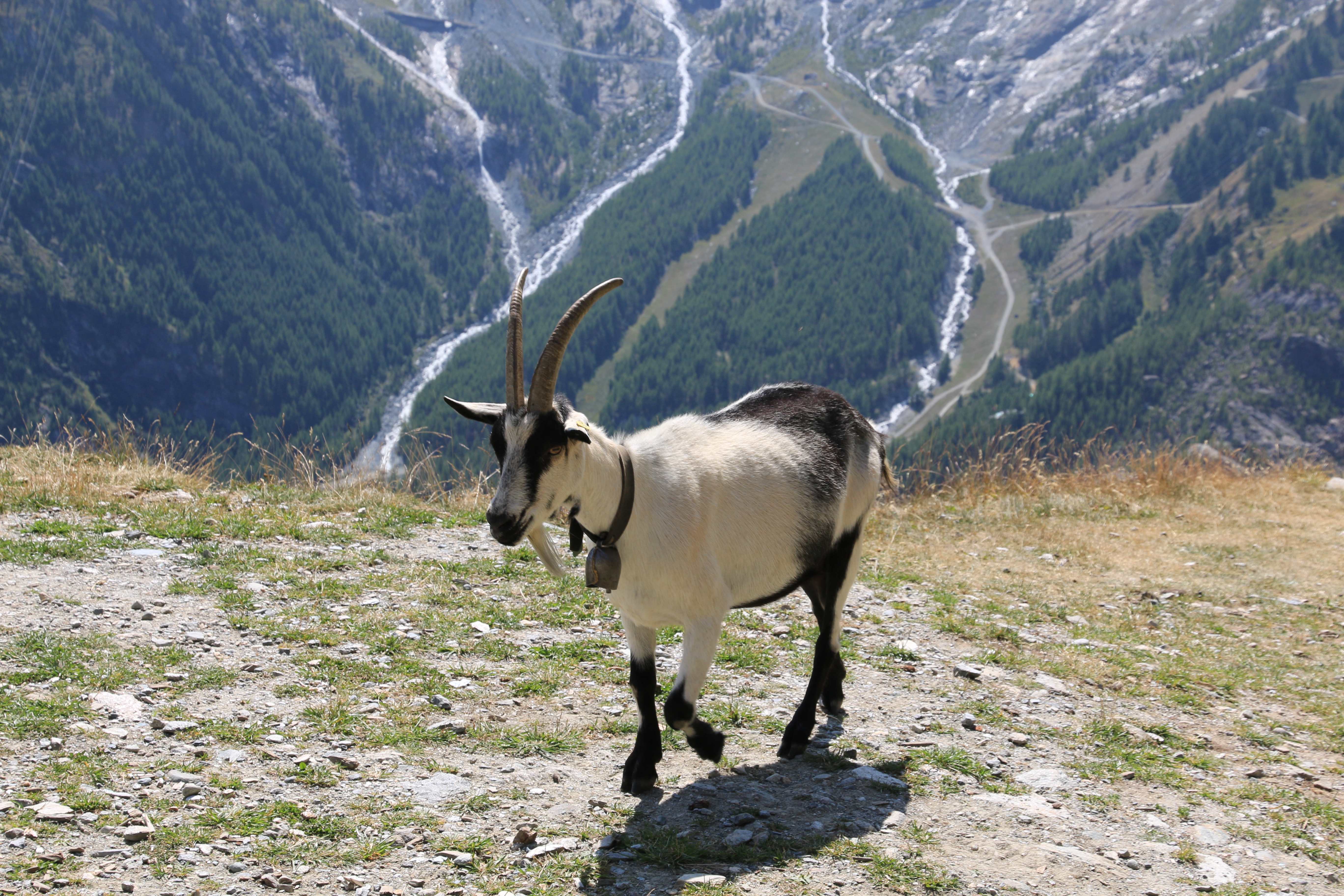 Saas-Fee